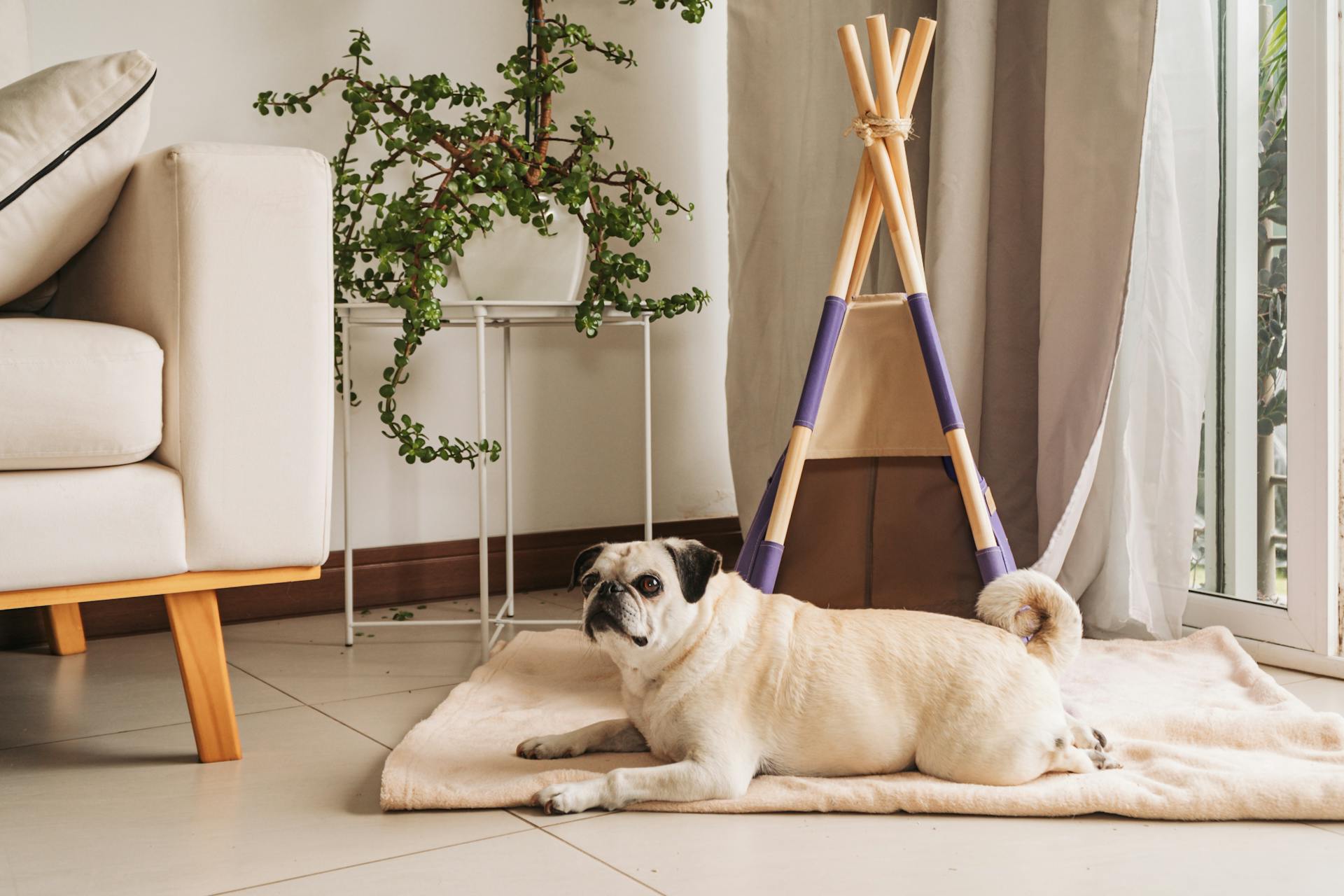 petit chien allonge tapis devant tente bois ambiance chaleureuse salon