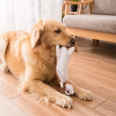 Chien destructeur que faire ? - Vivre avec son chien