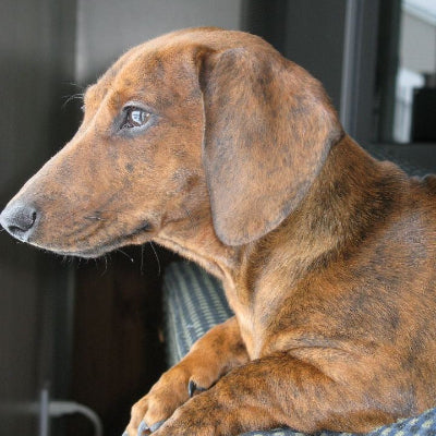 Adele attentive observe extérieur depuis maison
