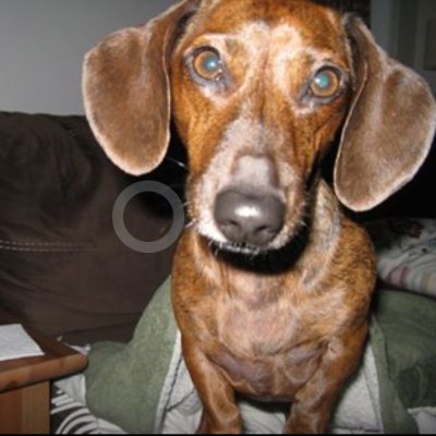 Regard puissant attachant charli