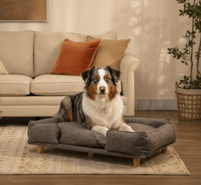 Canapé pour chien - Canape chien - Nilo | Confort douillet - Vivre avec son chien