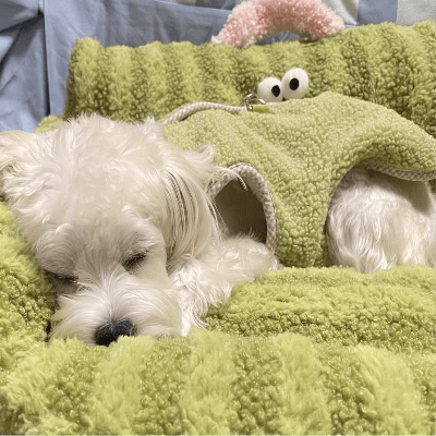 Canapé pour chien - Canapé pour chien - Studio | Étoile Douce - Vivre avec son chien