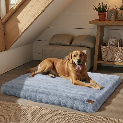 Coussin chien - Havre - Vivre avec son chien