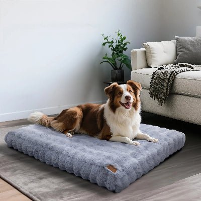 Coussin chien - Havre - Vivre avec son chien