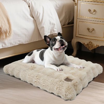 Coussin chien - Havre - Vivre avec son chien