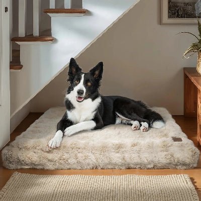 Coussin chien - Havre - Vivre avec son chien