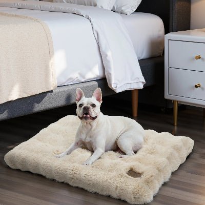 Coussin chien - Havre - Vivre avec son chien