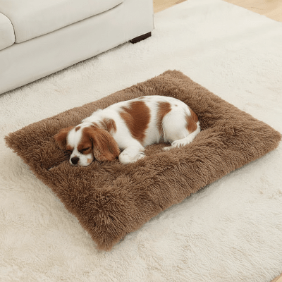 coussin pour chien - Coussin chien - songe | Confort et Lavable - Vivre avec son chien