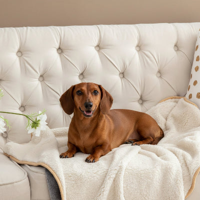 couverture chien impermeable triplePro teckel assis 
