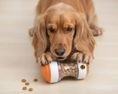 Jouet pour chien - Distributeur de Croquettes pour Chien - TourniCroq™ - Vivre avec son chien