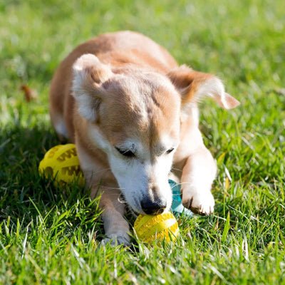 Jouet pour Chien - DogToyBall™ - Vivre avec son chien