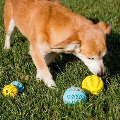 Jouet pour Chien - DogToyBall™ - Vivre avec son chien