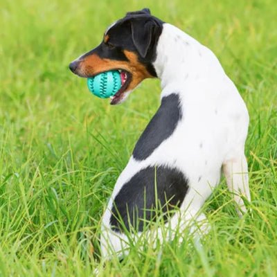 Jouet pour Chien - DogToyBall™ - Vivre avec son chien
