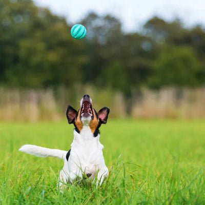 Jouet pour Chien - DogToyBall™ - Vivre avec son chien