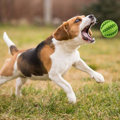 Jouet pour Chien - DogToyBall™ - Vivre avec son chien
