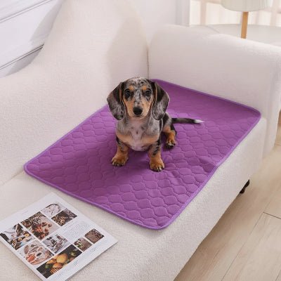 tapis absorbant chien - Tapis absorbant chien - Nuage | Antidérapant et imperméable - Vivre avec son chien