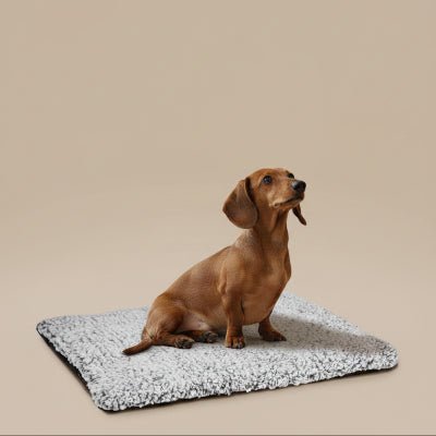 tapis chien - Tapis pour chien - Doux Confort | Peluche antidérapante - Vivre avec son chien