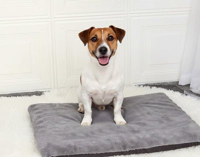 Tapis pour chien - Tapis pour chien - Réconfort | Moelleux et chaud - Vivre avec son chien